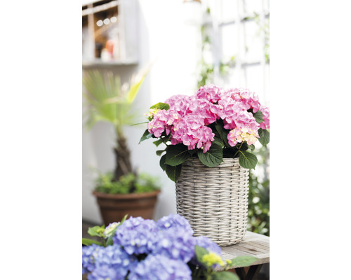 Růžová hortenzie v proutěném květináči na dřevěném stole