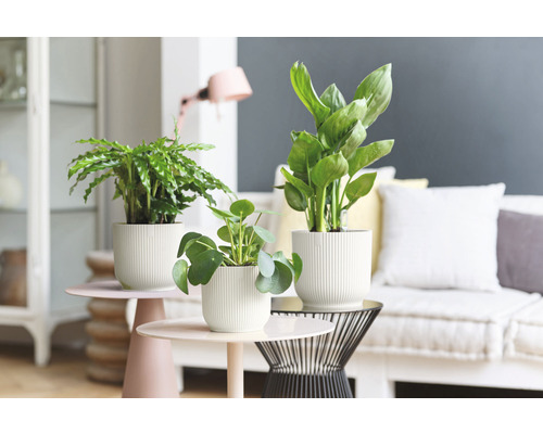 Pokojové rostliny v květináčích na stolech v obývacím pokoji