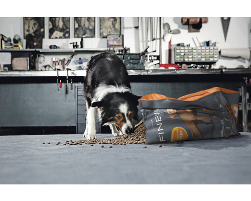 Border kolie jí krmivo pro psy z otevřeného balení značky Finevo.