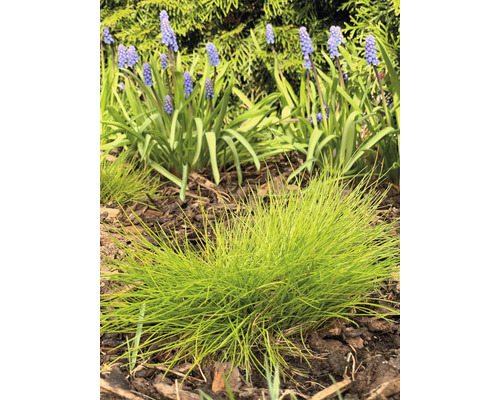 Metlička křivolaká FloraSelf Deschampsoa flexuosa 'AmiLime' 5-15 cm květináč 0,5 l Scéna s okrasnou trávou a modřenci v záhonu