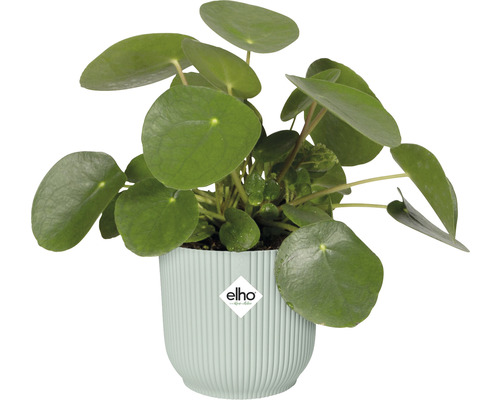 Pilea peperomioides v květináči