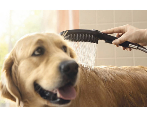 Pes se sprchuje ruční sprchou.