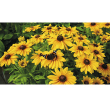 Žluté květy rudbeckie s motýlem na zahradě