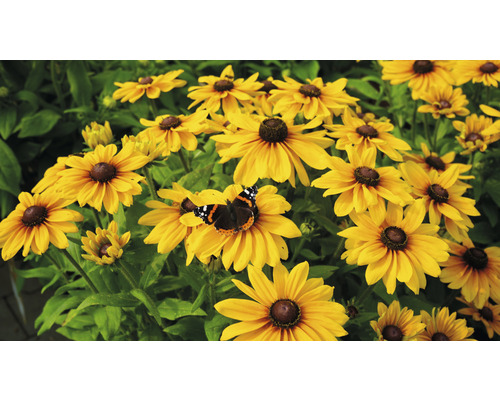 Žluté květy rudbeckie s motýlem na zahradě
