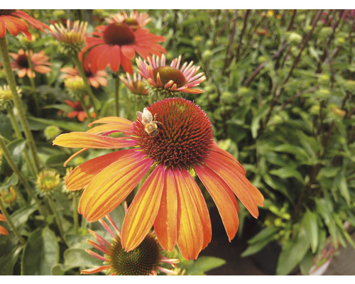 Detail fotografie květu Echinacea s včelou