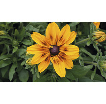 Květina Rudbeckia hirta v detailu