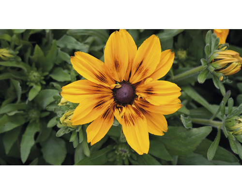 Květina Rudbeckia hirta v detailu