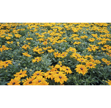 Pole květin Rudbeckia na zahradě