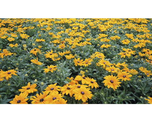Pole květin Rudbeckia na zahradě