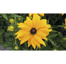 Žlutý květ Rudbeckie na zahradě