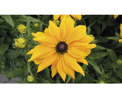 Žlutý květ Rudbeckie na zahradě