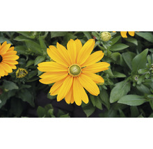 Žlutá květina rudbeckie na zahradě