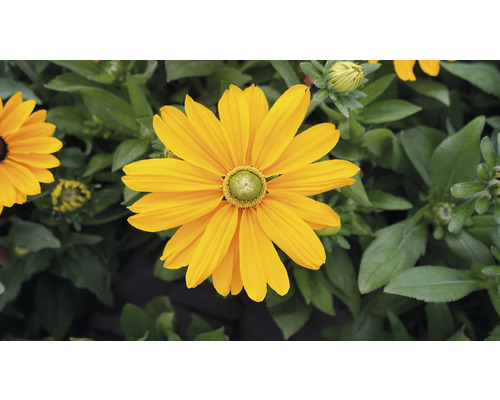 Žlutá květina rudbeckie na zahradě