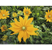 Žluté květiny rudbeckie se zelenými listy