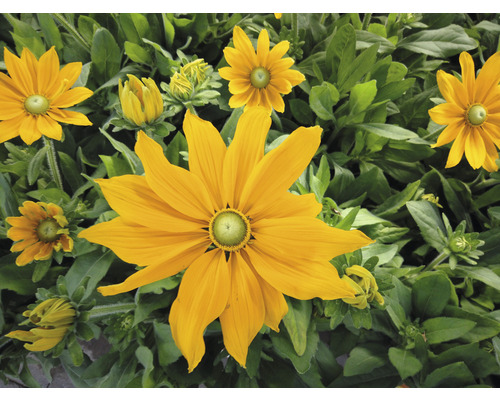 Žluté květiny rudbeckie se zelenými listy