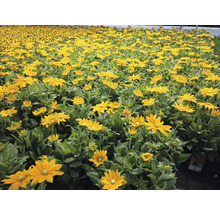Pole květin Rudbeckia
