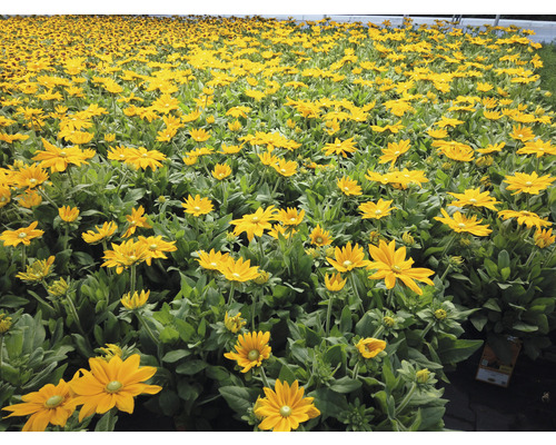 Pole květin Rudbeckia