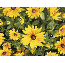 Detail rostlin Rudbeckia se žlutými okvětními lístky