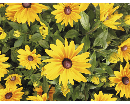 Detail rostlin Rudbeckia se žlutými okvětními lístky