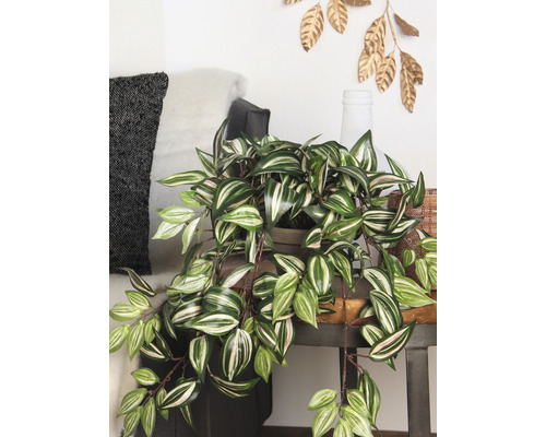 Pokojová rostlina s pruhovanými listy na stole