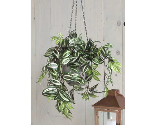 Závěsná rostlina se zeleno-bílými listy v květináči se zavěšením na řetízku