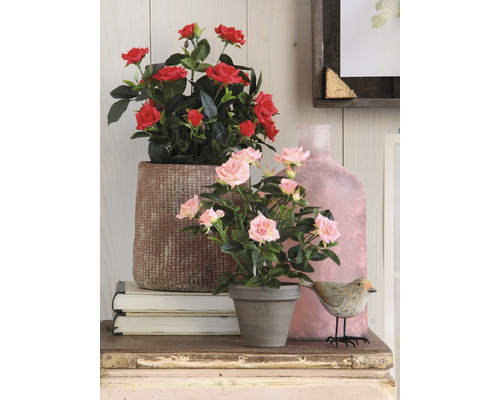 Dekorativní scéna s růžemi v květináčích na stole