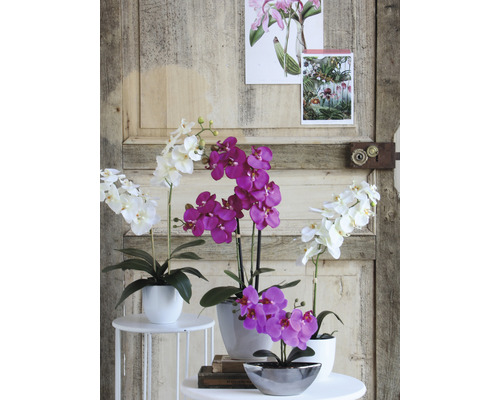 Dekorativní orchideje v květináčích před dřevěnými dveřmi