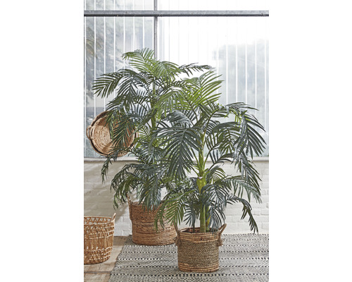 Dvě arekové palmy v proutěných koších na vzorovaném koberci
