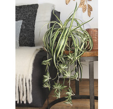 Pokoj se zelenou rostlinou v květináči na odkládacím stolku vedle pohovky