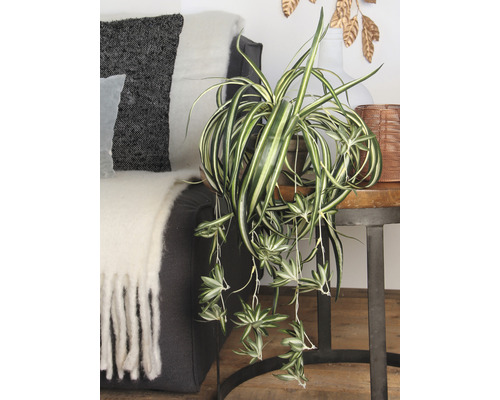 Pokoj se zelenou rostlinou v květináči na odkládacím stolku vedle pohovky