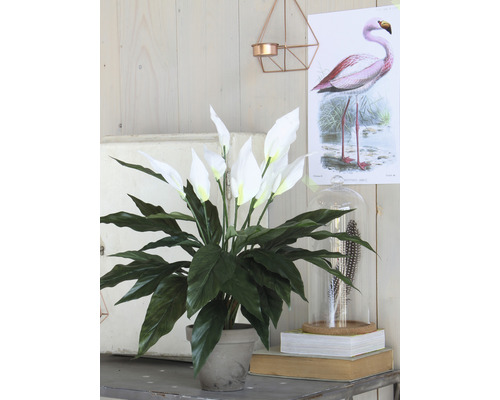 Lopatkovec v květináči jako dekorace na stole