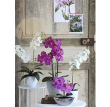 Dekorativní orchideje v květináčích na malých stolcích před dřevěnými dveřmi