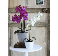 Dvě orchideje v květináčích na stole před dřevěnými dveřmi