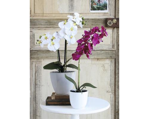 Dvě orchideje v květináčích na stole