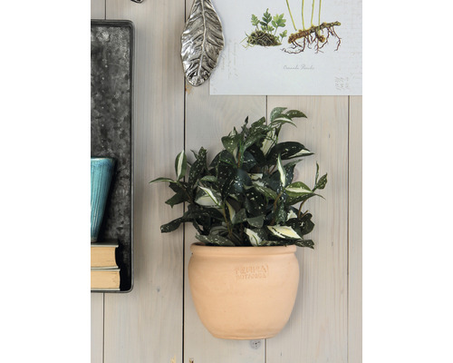 Nástěnná dekorace s pokojovou rostlinou v terakotovém květináči na dřevěné stěně