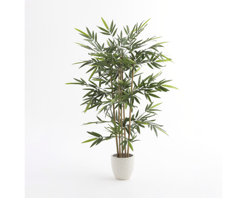 Bambus v květináči