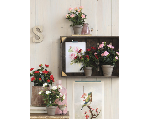 Dekorativní pokojové růže v květináčích na polici před dřevěným obložením