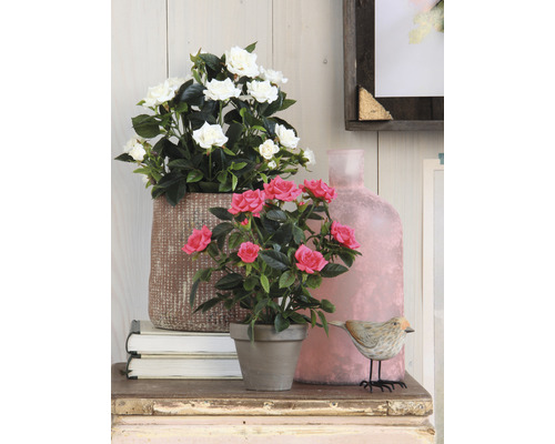 Dekorativní scéna s růžemi a dekoračními prvky na stole