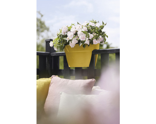 Žlutý balkonový truhlík s bílými květy na balkonovém zábradlí