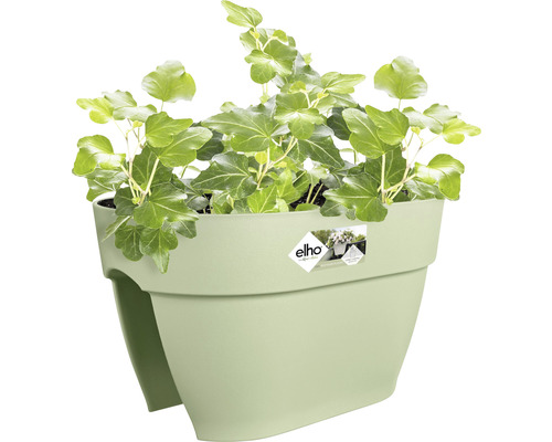 Balkonový truhlík s břečťanem