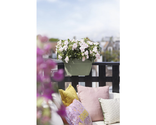 Květináč s bílými květy na balkóně s polštáři.