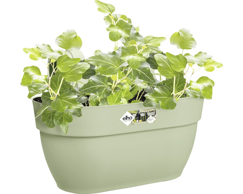 Zelený břečťan v nástěnném květináči