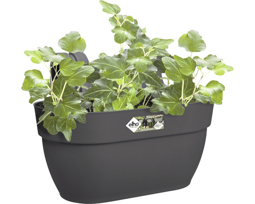 Šedý truhlík s břečťanem