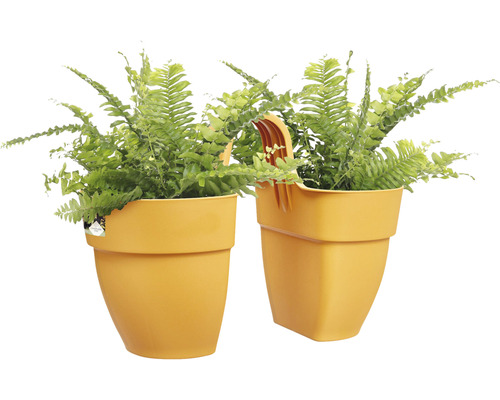 Dvě pokojové kapradiny v žlutých květináčích