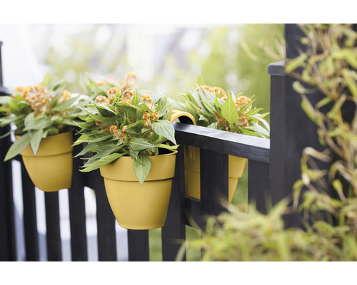 Žluté balkónové truhlíky s rostlinami Celosia visí na černém balkonovém zábradlí.