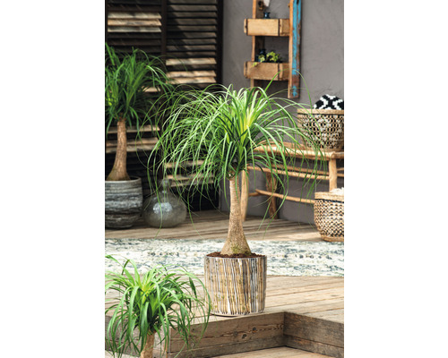 Rostliny sloní nohy v ozdobných květináčích na dřevěné terase