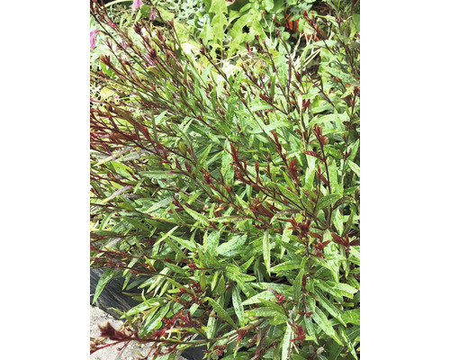 Svíčkovec lindheimerův FloraSelf Gaura lindheimeri výška 10-30 cm květináč 3 l Detail kvetoucího keře v zahradě.
