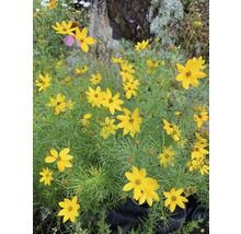 Skupina rostlin Coreopsis se žlutými květy