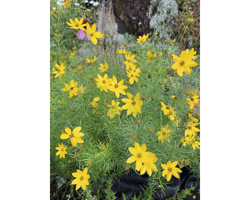 Krásnoočko přeslenité FloraSelf Coreopsis verticillata 10-40 cm květináč 3 l Skupina rostlin Coreopsis se žlutými květy