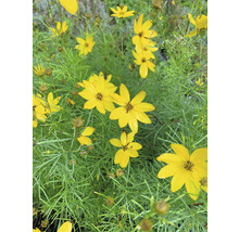 Žluté květy Coreopsis se zelenými listy.